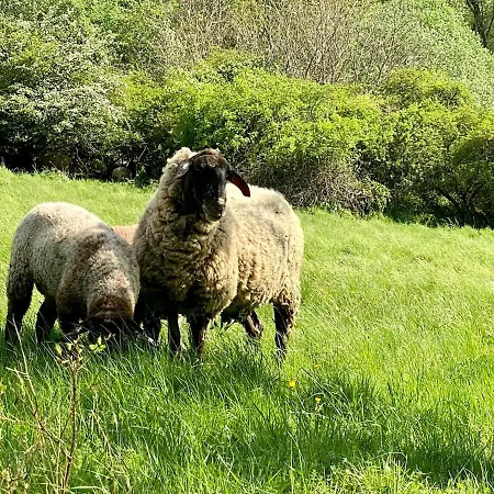 Haiger-burbach Fuer 5 Personen Διαμέρισμα Burbach (Siegen-Wittgenstein)